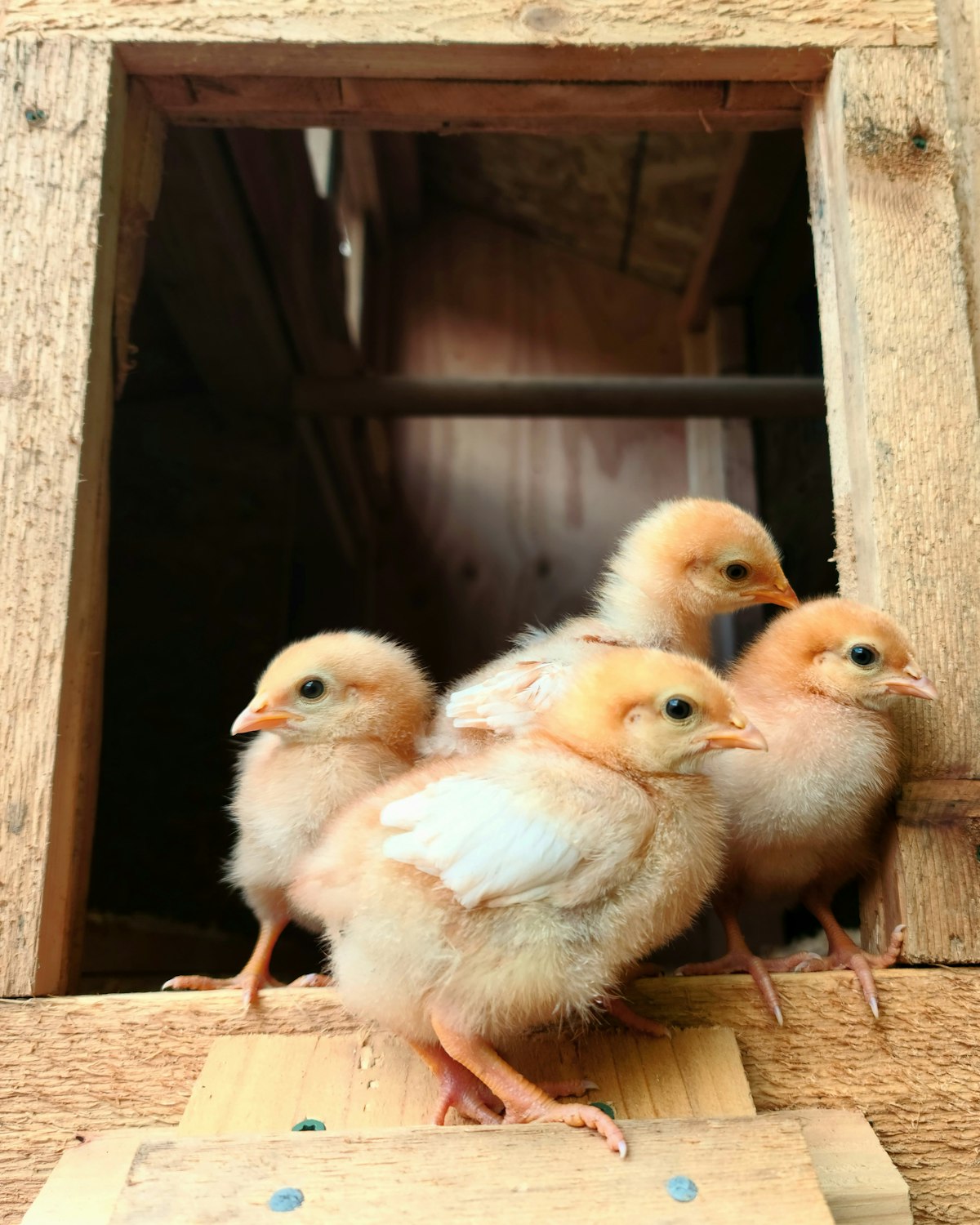 Live animals (AVI) — day old chick siap kirim