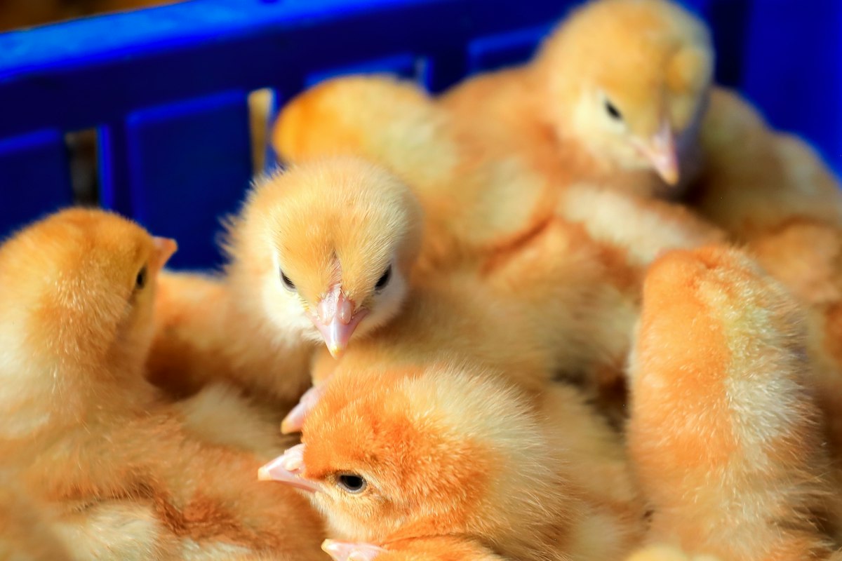 Live Animals (AVI) & Marine Products